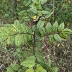 Zanthoxylum americanum Ліст