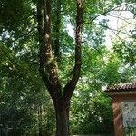 Ulmus glabra Συνήθη χαρακτηριστικά