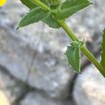 Calendula suffruticosa Folha