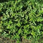 Ecballium elaterium Habit