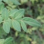 Chrysojasminum fruticans Levél