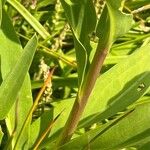 Solidago sempervirens Cortiza