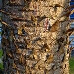 Araucaria araucana Bark