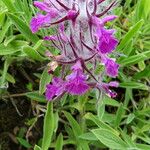 Stachys lavandulifolia Flower