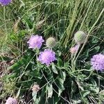 Scabiosa lucidaKwiat