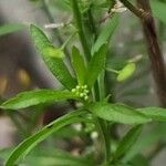 Lepidium virginicum Leaf