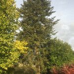 Abies cephalonica Hábito