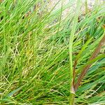 Ranunculus flammula Leaf