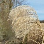 Miscanthus sacchariflorus Лист