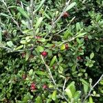 Vaccinium macrocarpon Фрукт