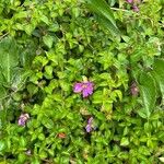Heterotis rotundifolia Цвят