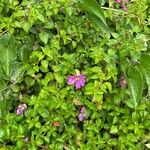 Dissotis rotundifolia Flower