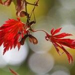 Acer japonicum Інше