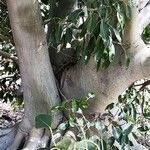 Ficus cordata Schors