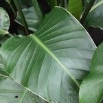 Strelitzia nicolai Hoja