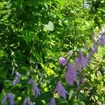 Campanula rapunculoidesFlower