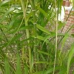 Bambusa vulgaris Lehti