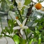 Citrus × microcarpa