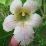 Drymonia serrulata Fleur