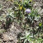 Carthamus caeruleus 形態