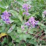 Salvia verticillata Habit