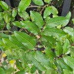 Piper tuberculatum Blad