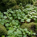 Circaea alpina Habitatea