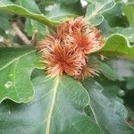 Quercus dentata Gyümölcs