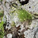 Silene saxifraga Hábitos