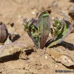 Plantago rhodosperma Pokrój