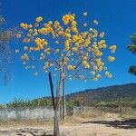 Handroanthus ochraceus Leaf