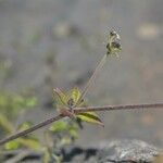 Galium scabrum Leaf