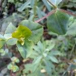 Euphorbia platyphyllos Foglia