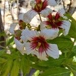 Xanthoceras sorbifolium Kukka