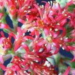 Crassula perfoliata Flor