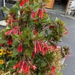 Fuchsia triphylla Облик