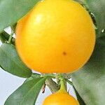 Citrus japonica Gyümölcs