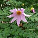 Dahlia imperialis Blomma