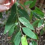 Eucalyptus robusta List