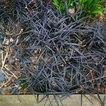 Ophiopogon planiscapus 葉