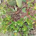 Opuntia engelmannii Leaf