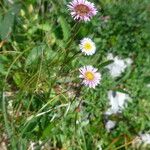 Erigeron glabratus