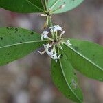 Acokanthera oppositifolia Flor