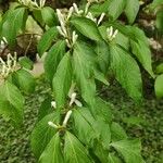 Lonicera maackii Folha