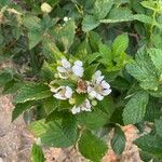 Rubus argutus Květ