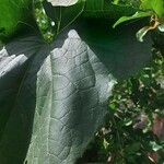 Cucumis melo Φύλλο