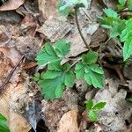 Corydalis cava Folha