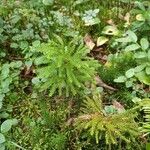 Lycopodium dendroideum Blatt