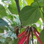 Erythrina amazonica Fleur