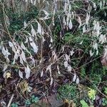 Lunaria rediviva عادت